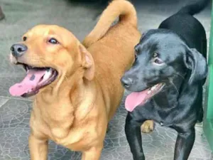Cachorro raça Salchicha com vira-latas  idade 7 a 11 meses nome Teo