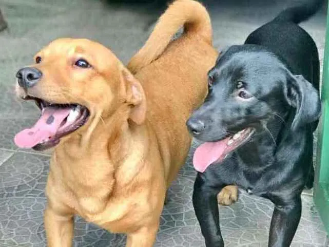 Cachorro ra a Salchicha com vira-latas  idade 7 a 11 meses nome Teo