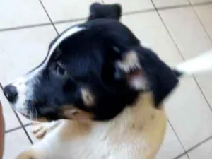 Cachorro raça  pastor alemão cm vira lata idade 2 a 6 meses nome Bela 