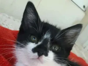 Gato raça  idade 2 a 6 meses nome Liz 