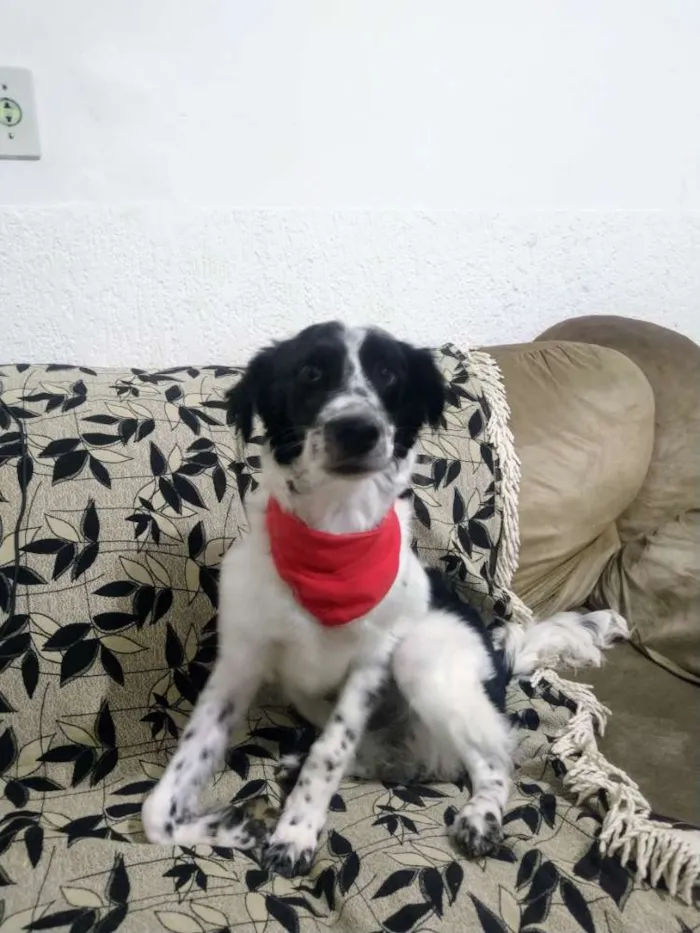 Cachorro ra a SRD idade 2 a 6 meses nome Tyron