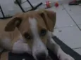 Romeuzinho
