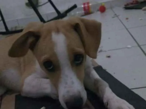Cachorro raça SRD idade 2 anos nome Romeuzinho