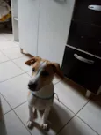 Romeuzinho