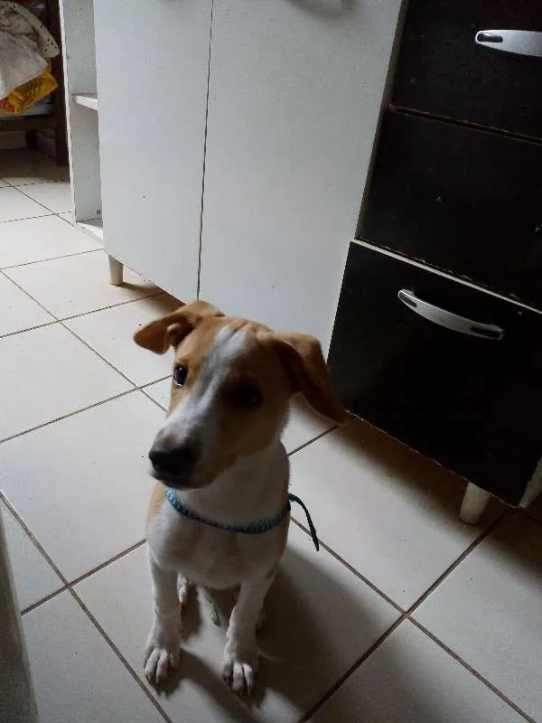 Cachorro raça SRD idade 2 anos nome Romeuzinho