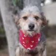 Guni