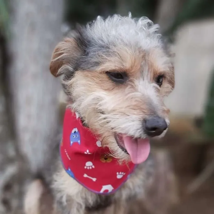 Cachorro ra a srd idade 2 anos nome Guni