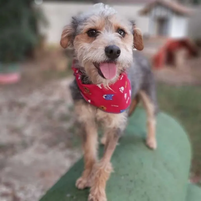 Cachorro ra a srd idade 2 anos nome Guni