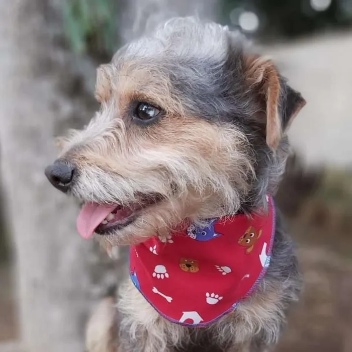Cachorro ra a srd idade 2 anos nome Guni
