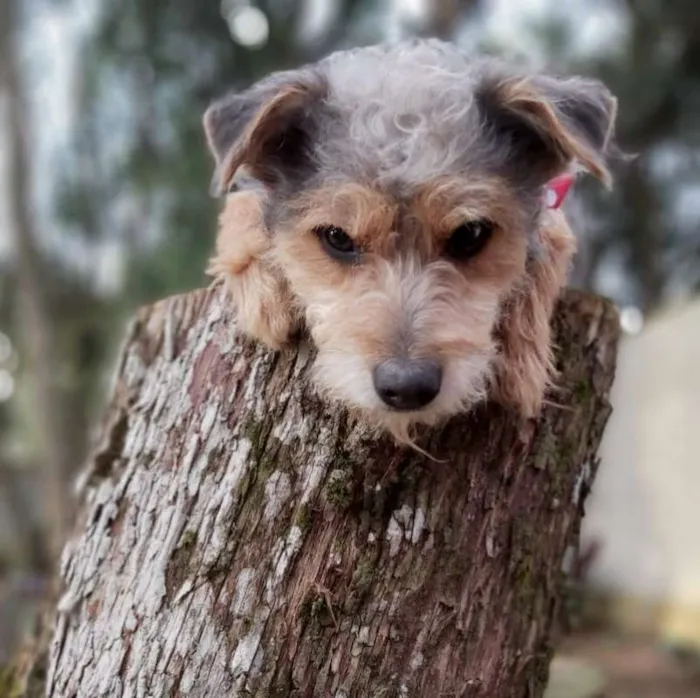 Cachorro ra a srd idade 2 anos nome Guni