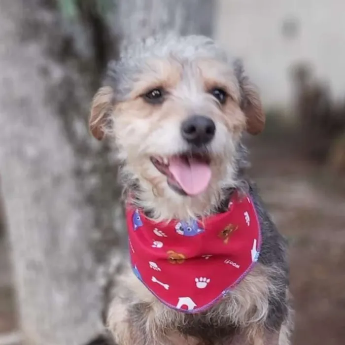 Cachorro ra a srd idade 2 anos nome Guni