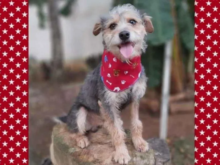 Cachorro ra a srd idade 2 anos nome Guni