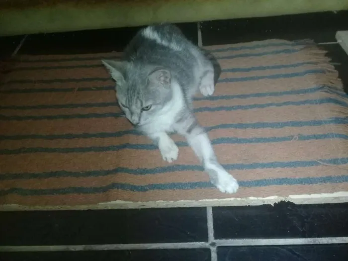 Gato ra a Srd idade 2 a 6 meses nome Sofia