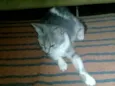 Sofia