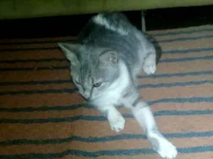 Gato raça Srd idade 2 a 6 meses nome Sofia