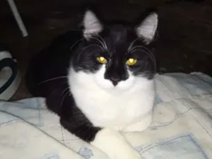 Gato raça SRS idade 2 a 6 meses nome Frajolinha