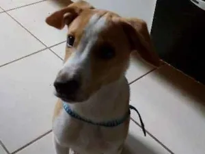 Cachorro raça SRD idade 2 anos nome Romeuzinho