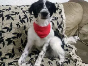 Cachorro raça SRD idade 2 a 6 meses nome Tyron
