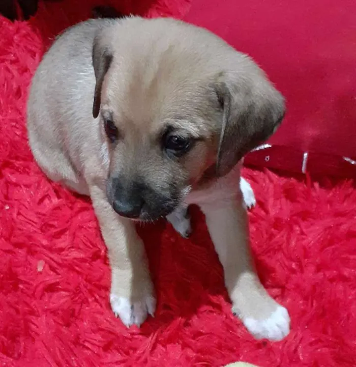 Cachorro raça  idade 2 a 6 meses nome SEM NOME 