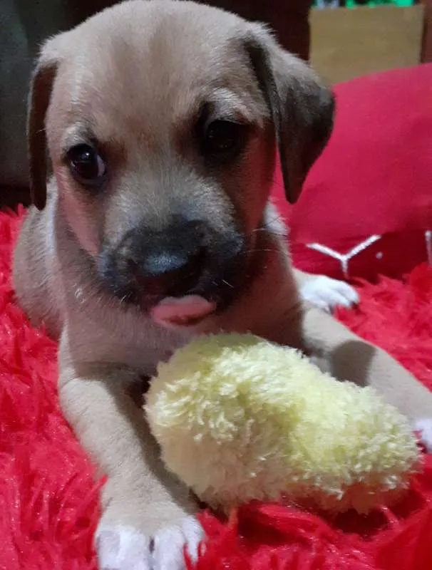 Cachorro raça  idade 2 a 6 meses nome SEM NOME 
