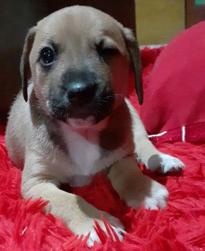 Cachorro raça  idade 2 a 6 meses nome SEM NOME 
