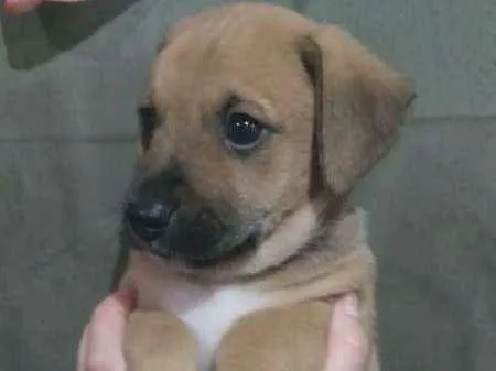 Cachorro raça  idade 2 a 6 meses nome SEM NOME 