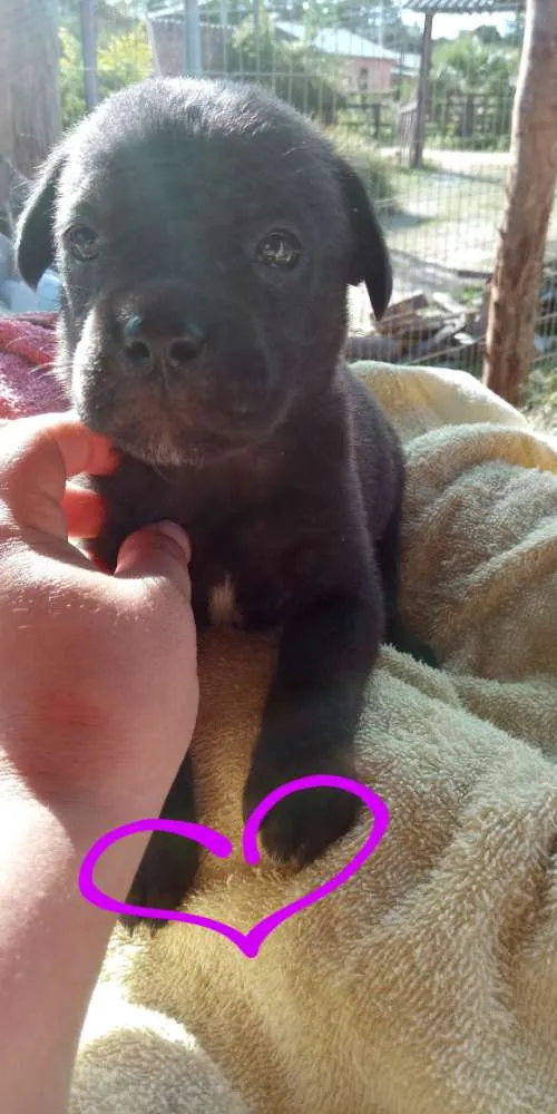 Cachorro ra a Mãe buldog campeira pai virala idade Abaixo de 2 meses nome Menina