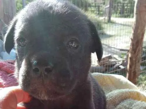 Cachorro ra a Mãe buldog campeira pai virala idade Abaixo de 2 meses nome Menina