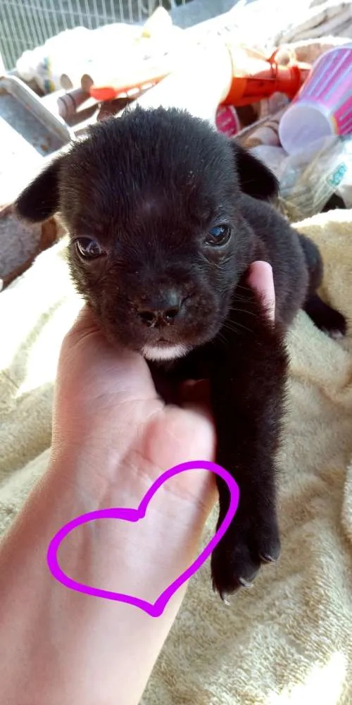 Cachorro ra a Mãe buldog campeira pai virala idade 2 a 6 meses nome Guriazinha