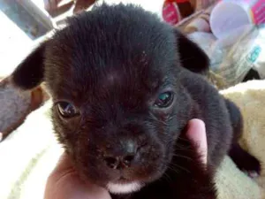 Cachorro raça Mãe buldog campeira pai virala idade 2 a 6 meses nome Guriazinha