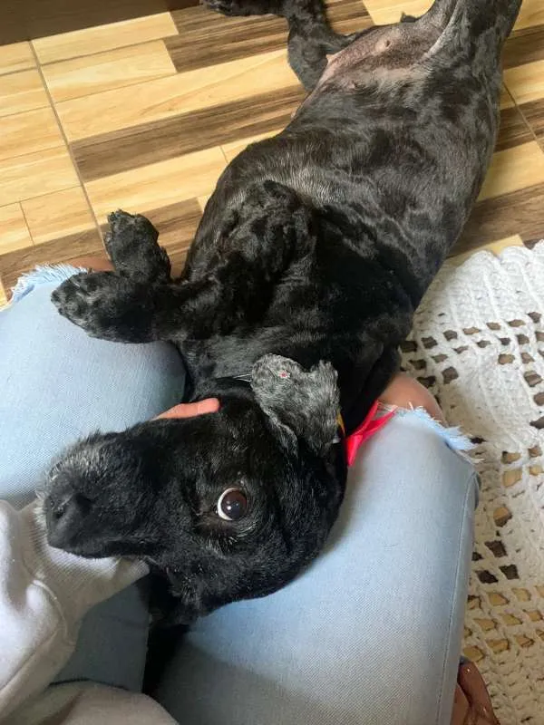 Cachorro ra a vira lata idade 5 anos nome pandora