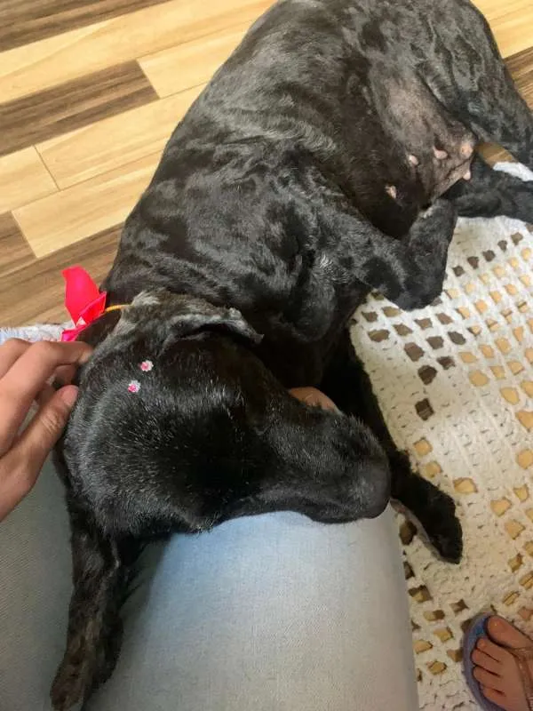 Cachorro ra a vira lata idade 5 anos nome pandora