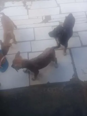 Cachorro raça Indefinida idade 2 a 6 meses nome Sem nome