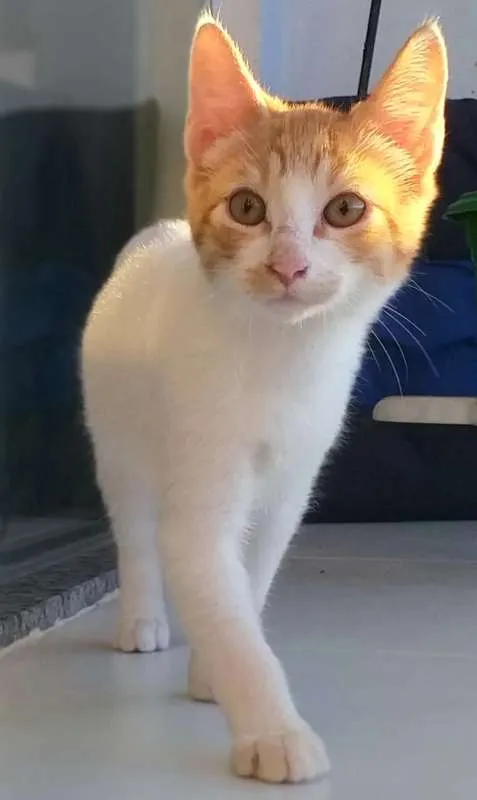 Gato ra a SRD idade 2 a 6 meses nome BILLY, CINDY E MARIE