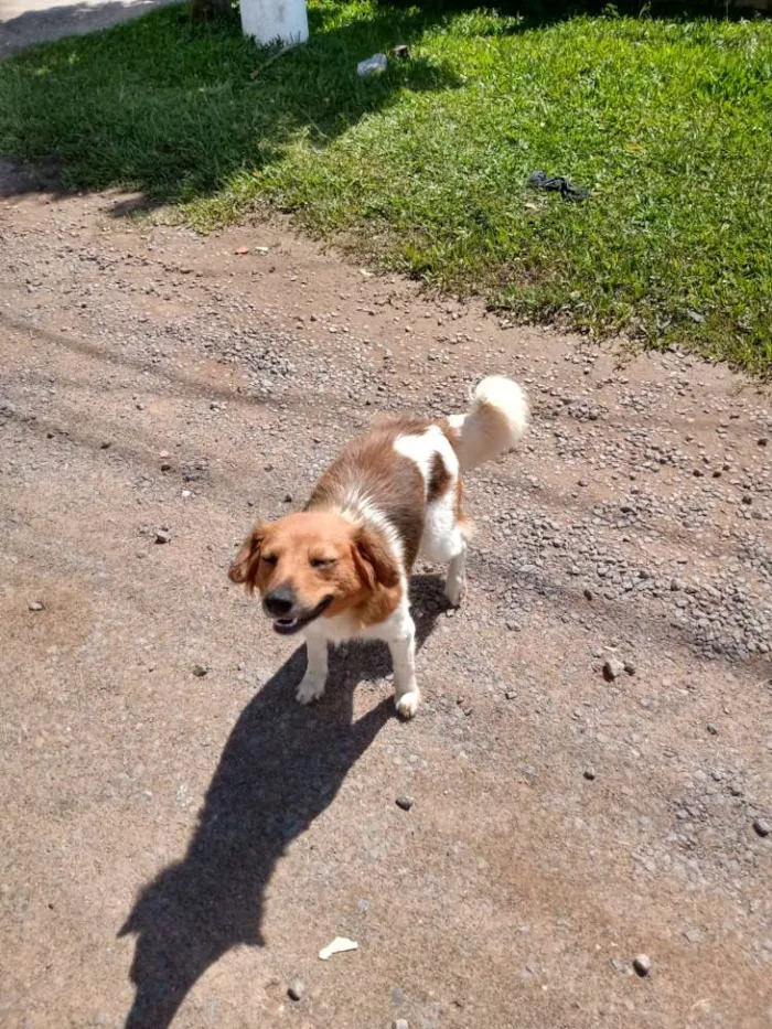 Cachorro ra a Vira-lata idade 2 anos nome Ela é de rua