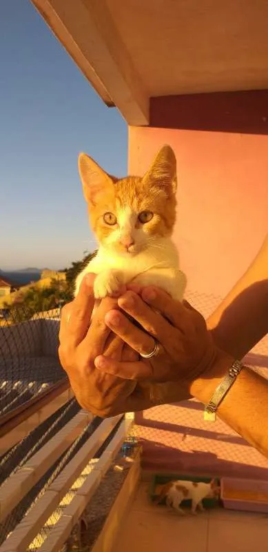Gato ra a SRD idade 2 a 6 meses nome BILLY, CINDY E MARIE