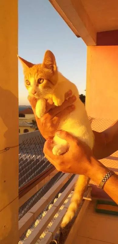 Gato ra a SRD idade 2 a 6 meses nome BILLY, CINDY E MARIE