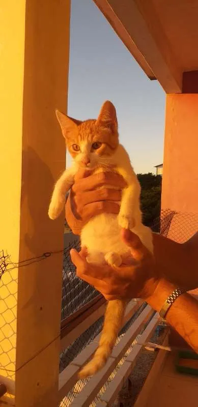Gato ra a SRD idade 2 a 6 meses nome BILLY, CINDY E MARIE