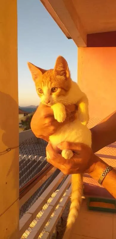 Gato ra a SRD idade 2 a 6 meses nome BILLY, CINDY E MARIE