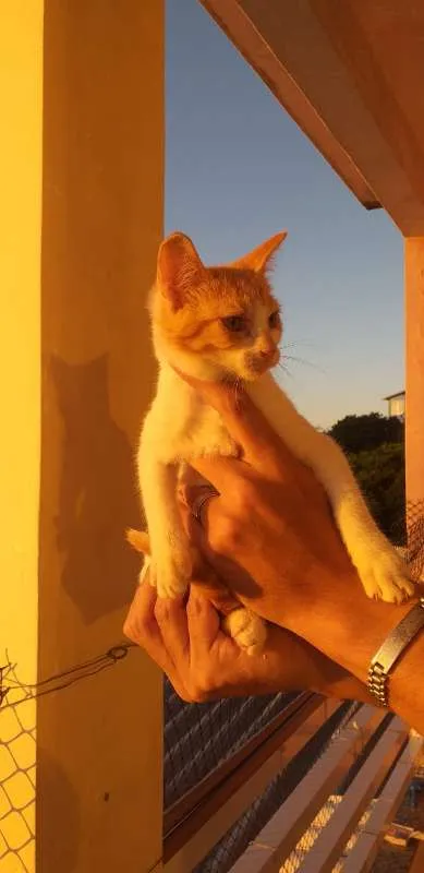 Gato ra a SRD idade 2 a 6 meses nome BILLY, CINDY E MARIE
