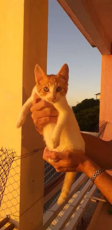Gato ra a SRD idade 2 a 6 meses nome BILLY, CINDY E MARIE