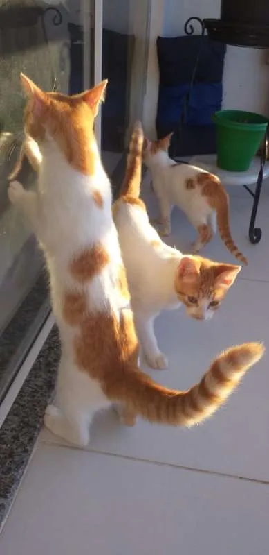 Gato ra a SRD idade 2 a 6 meses nome BILLY, CINDY E MARIE