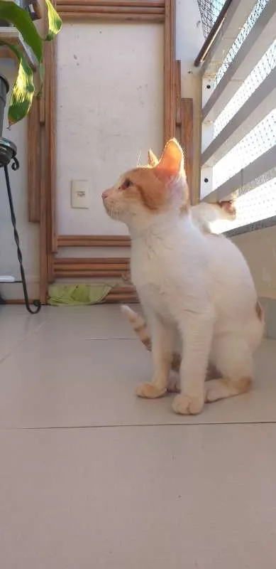 Gato ra a SRD idade 2 a 6 meses nome BILLY, CINDY E MARIE