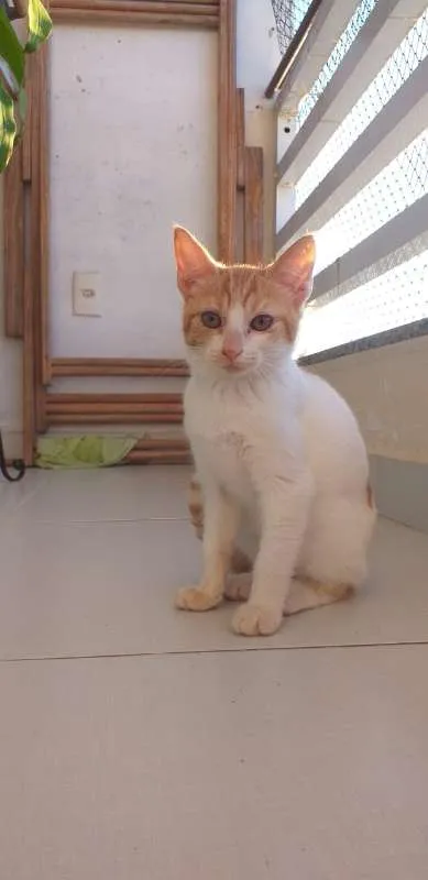 Gato ra a SRD idade 2 a 6 meses nome BILLY, CINDY E MARIE