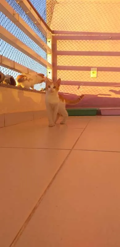 Gato ra a SRD idade 2 a 6 meses nome BILLY, CINDY E MARIE