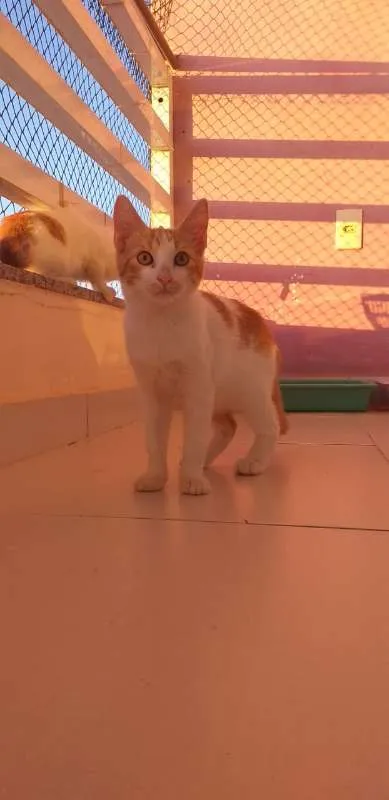 Gato ra a SRD idade 2 a 6 meses nome BILLY, CINDY E MARIE