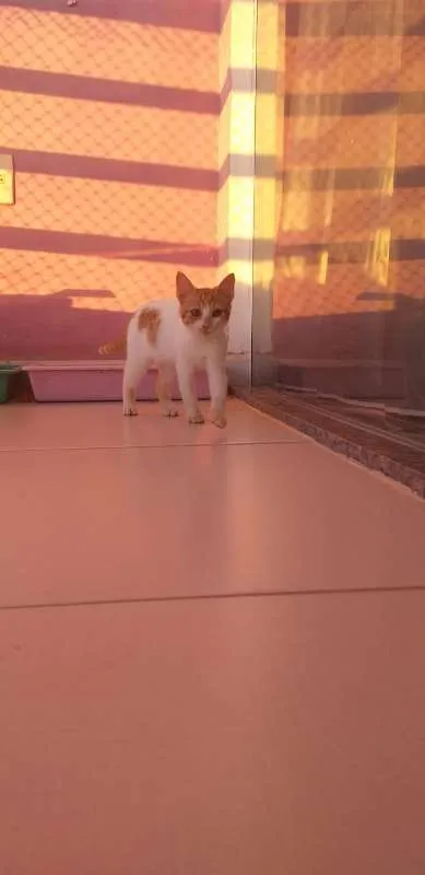 Gato ra a SRD idade 2 a 6 meses nome BILLY, CINDY E MARIE