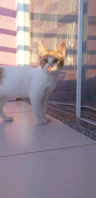Gato ra a SRD idade 2 a 6 meses nome BILLY, CINDY E MARIE