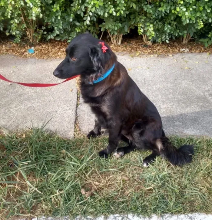 Cachorro ra a SRD idade 2 anos nome Juju
