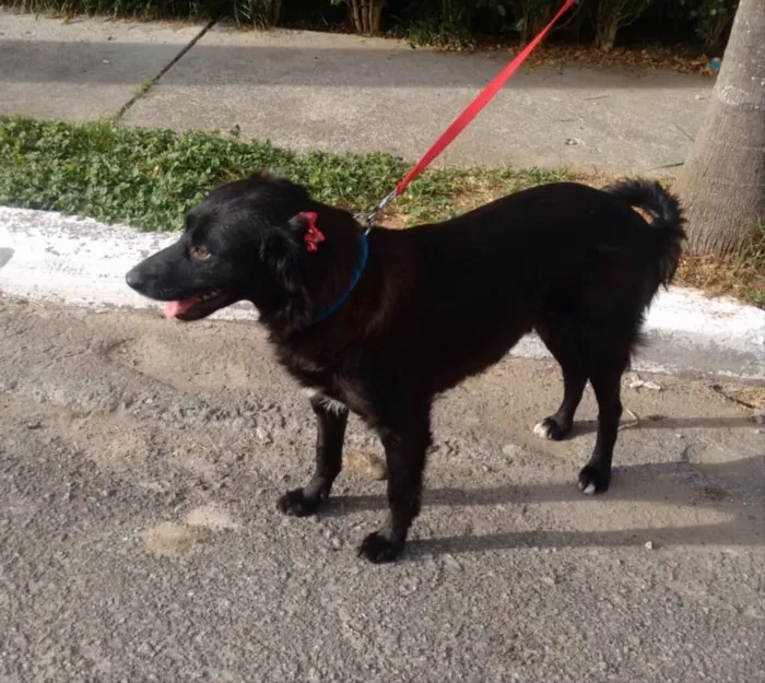 Cachorro ra a SRD idade 2 anos nome Juju